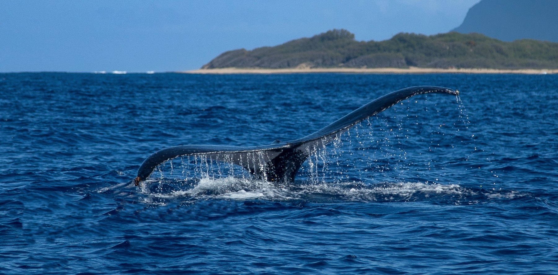 Whale tail emerging from the ocean, with water droplets cascading off the tail and a scenic shoreline in the background