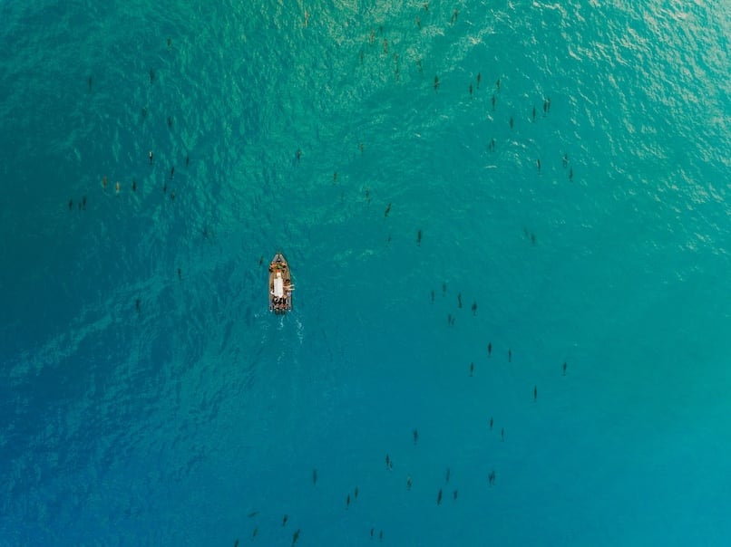 Aerial view of a boat surrounded by a pod of dolphins swimming in the clear blue ocean near.