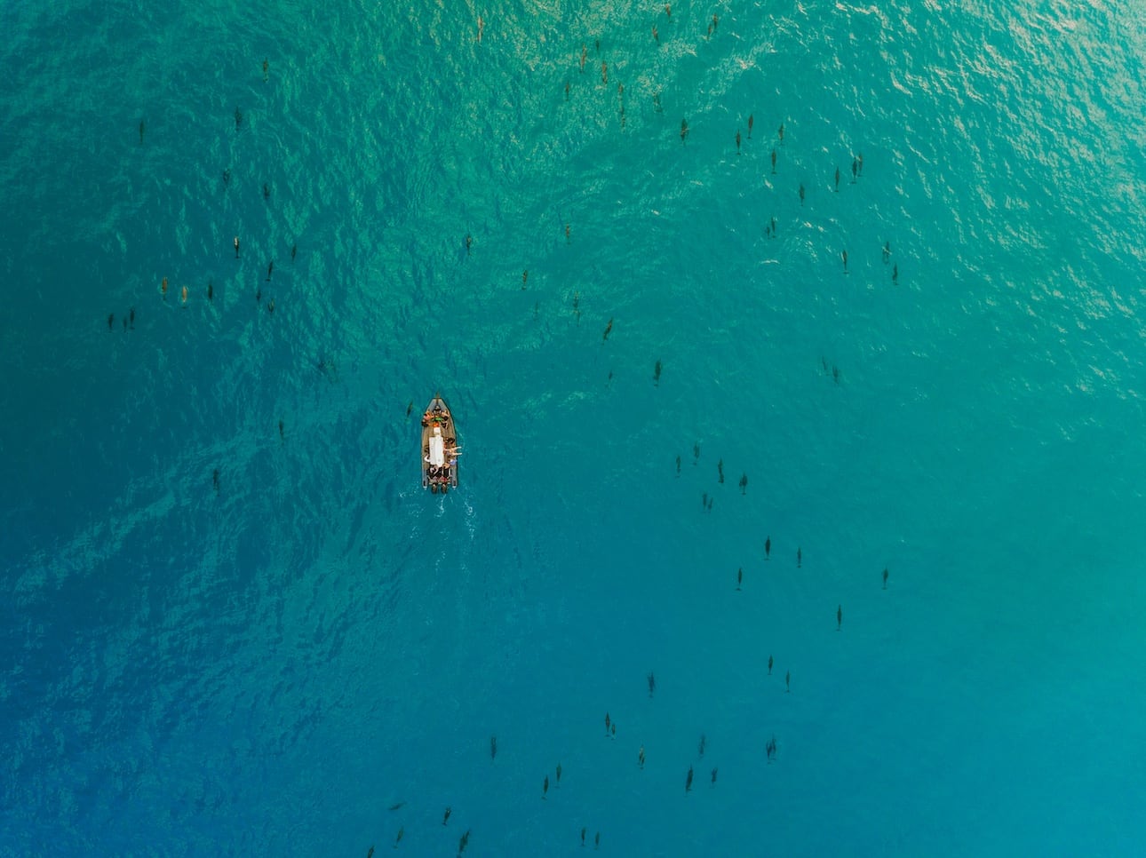 Aerial view of a boat surrounded by a pod of dolphins swimming in the clear blue ocean near.