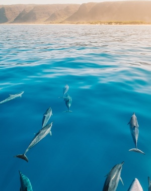 Pod of dolphins swimming in the clear blue ocean, with the shoreline and cliffs in the background.
