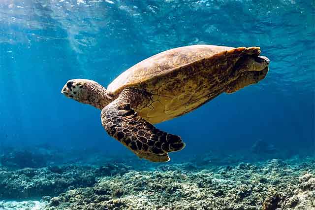 Sea turtles are seen often on raft adventure Na Pali.