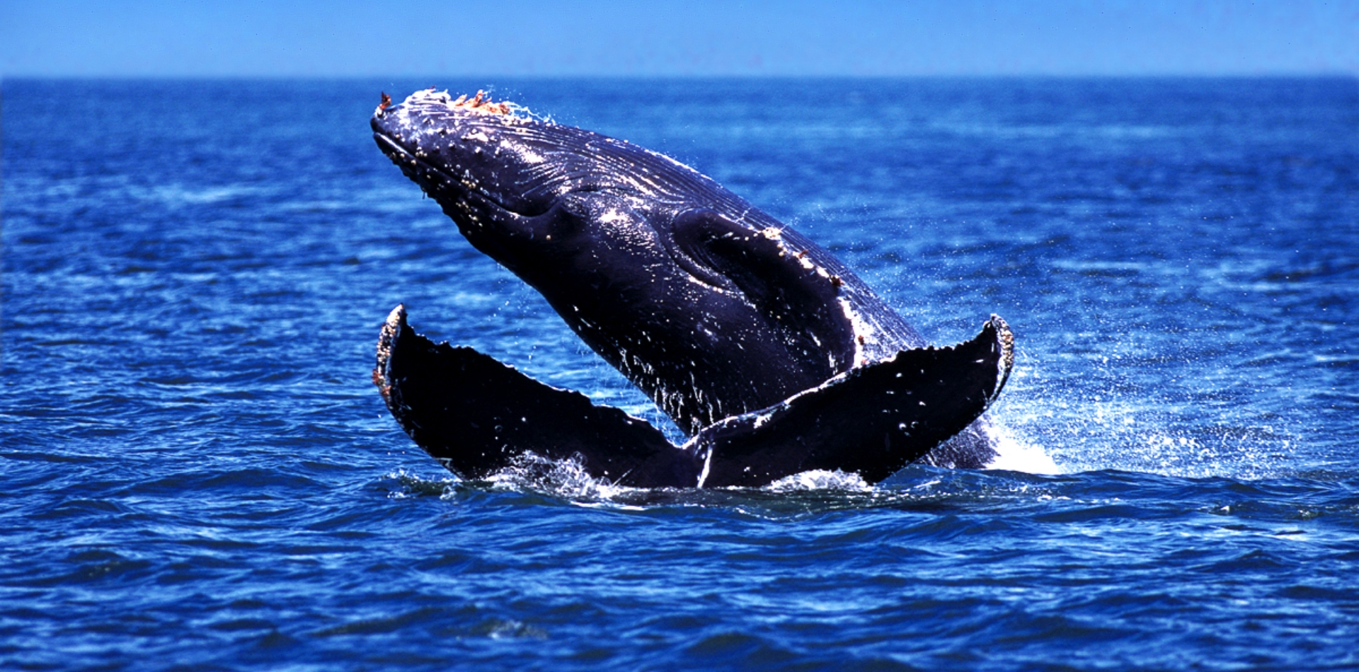Raft Whale Watch featured image