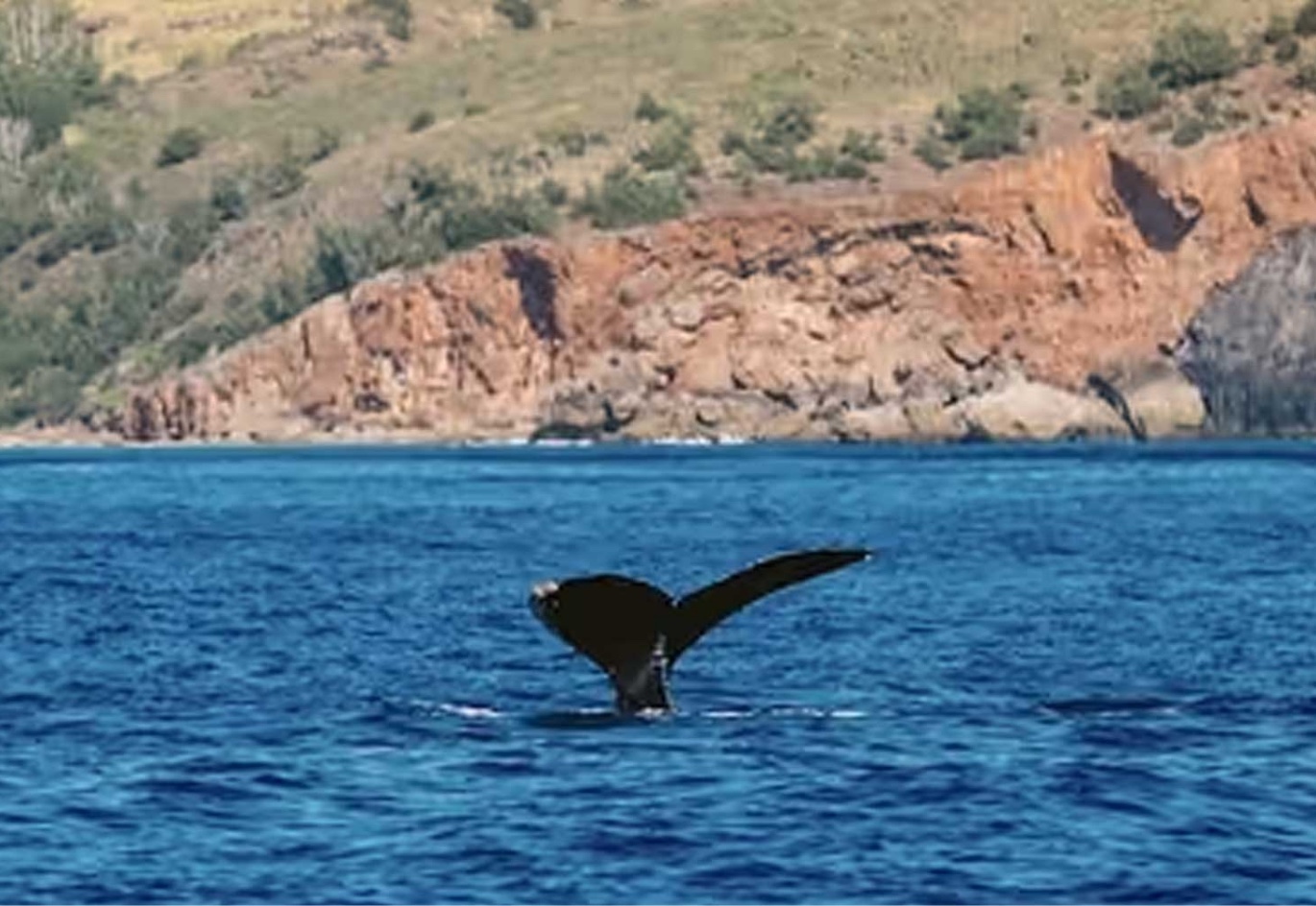 Kauai Whale Watch Raft Expeditions - Up-Close Encounters thumbnail image