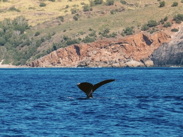 Raft Whale Watch feature image